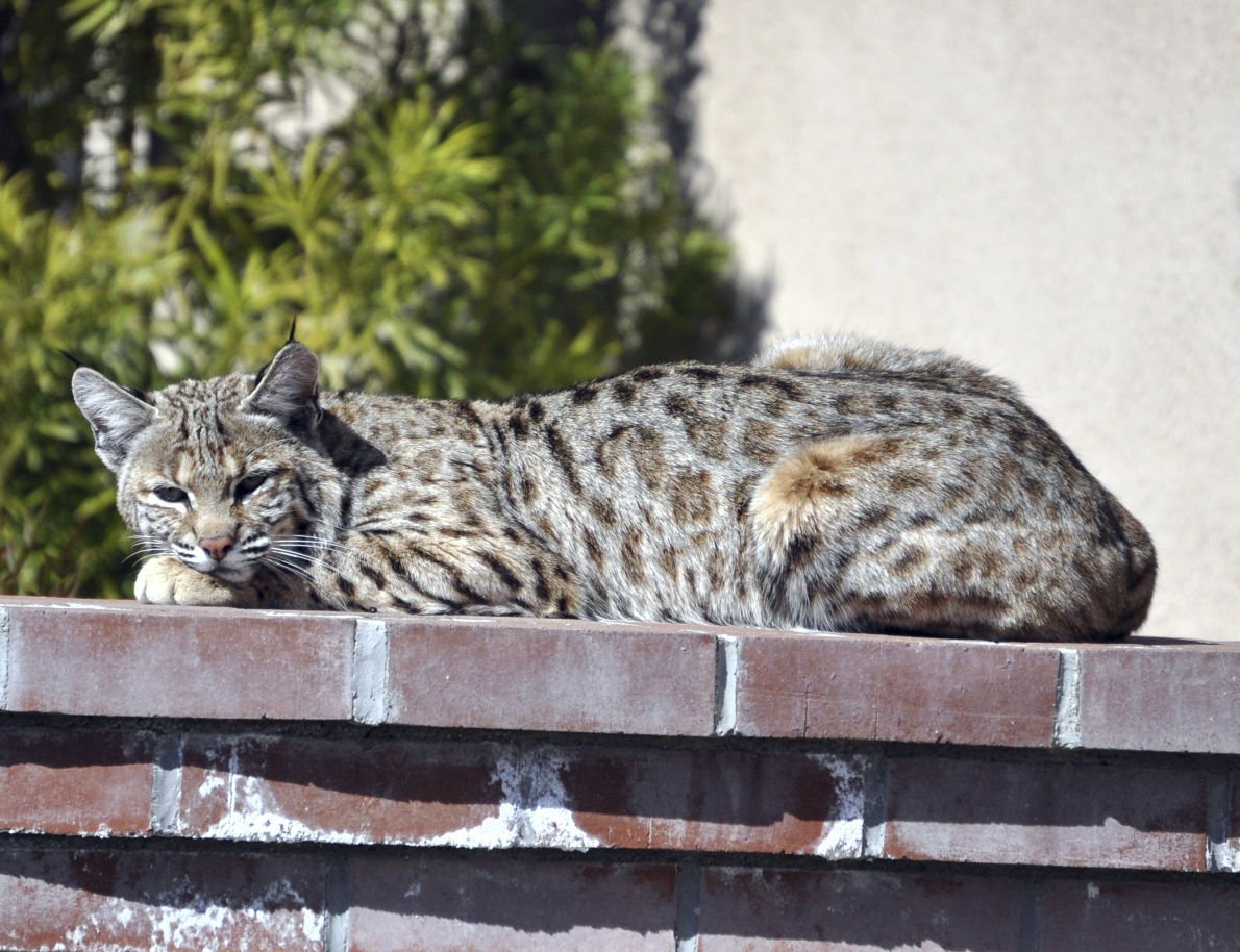 Backyard bobcat